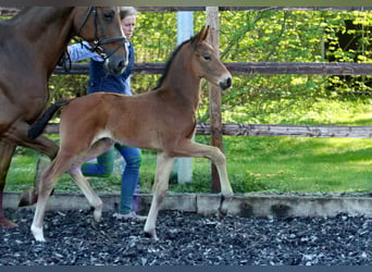 Hanovrien, Étalon, , 166 cm, Bai