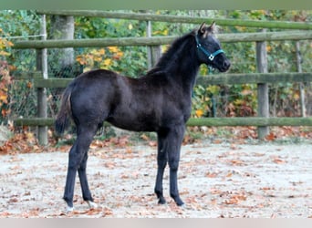 Hanovrien, Étalon, Poulain (05/2025), 166 cm, Noir