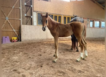 Hanovrien, Étalon, Poulain (04/2026), 168 cm, Alezan brûlé