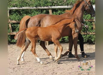 Hanovrien, Étalon, Poulain (04/2025), 168 cm, Alezan brûlé