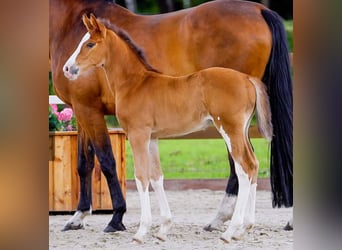 Hanovrien, Étalon, Poulain (05/2026), 168 cm, Alezan