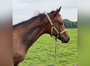 Hanovrien, Étalon, Poulain (04/2026), 168 cm, Bai
