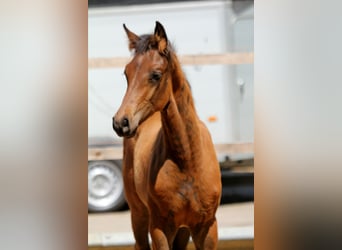 Hanovrien, Étalon, , 168 cm, Bai