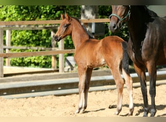 Hanovrien, Étalon, , 168 cm, Bai