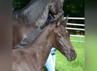 Hanovrien, Étalon, Poulain (06/2025), 168 cm, Noir