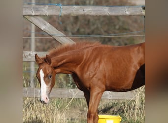 Hanovrien, Étalon, Poulain (04/2026), 169 cm, Alezan