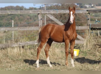 Hanovrien, Étalon, Poulain (04/2026), 169 cm, Alezan