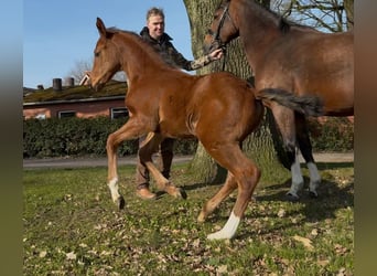 Hanovrien, Étalon, , 169 cm, Bai