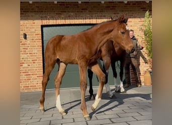 Hanovrien, Étalon, , 169 cm, Bai