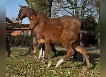 Hanovrien, Étalon, , 169 cm, Bai