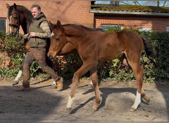 Hanovrien, Étalon, , 169 cm, Bai