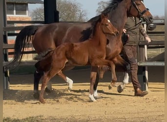 Hanovrien, Étalon, , 169 cm, Bai