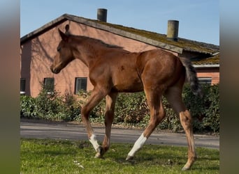 Hanovrien, Étalon, , 169 cm, Bai
