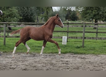 Hanovrien, Étalon, Poulain (05/2026), 170 cm, Alezan brûlé