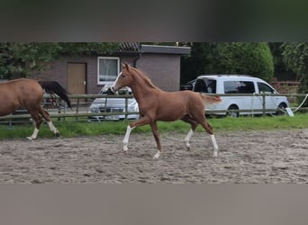 Hanovrien, Étalon, Poulain (05/2026), 170 cm, Alezan brûlé