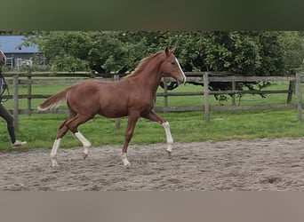 Hanovrien, Étalon, Poulain (05/2026), 170 cm, Alezan brûlé