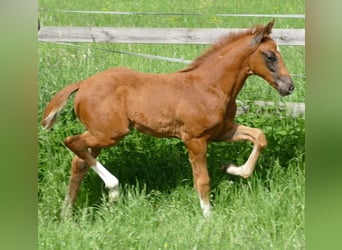Hanovrien, Étalon, Poulain (03/2026), 170 cm, Alezan brûlé