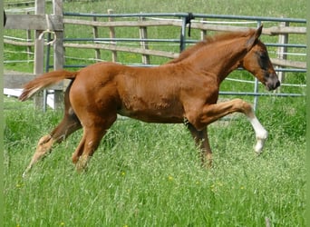 Hanovrien, Étalon, Poulain (03/2026), 170 cm, Alezan brûlé
