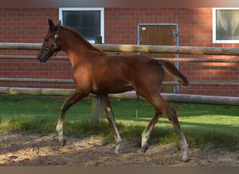 Hanovrien, Étalon, Poulain (06/2025), 170 cm, Alezan brûlé