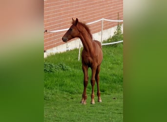 Hanovrien, Étalon, Poulain (06/2025), 170 cm, Alezan brûlé