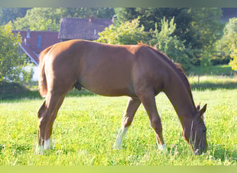 Hanovrien, Étalon, Poulain (04/2025), 170 cm, Alezan brûlé