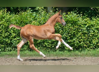 Hanovrien, Étalon, Poulain (04/2025), 170 cm, Alezan brûlé