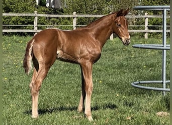Hanovrien, Étalon, , 170 cm, Alezan