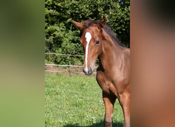 Hanovrien, Étalon, Poulain (05/2025), 170 cm, Alezan