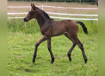 Hanovrien, Étalon, Poulain (05/2024), 170 cm, Bai brun