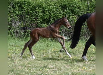 Hanovrien, Étalon, , 170 cm, Bai