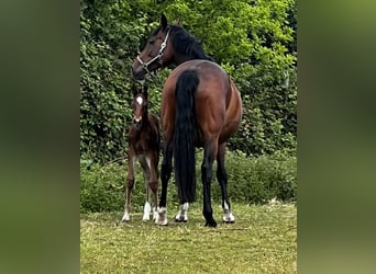 Hanovrien, Étalon, , 170 cm, Bai