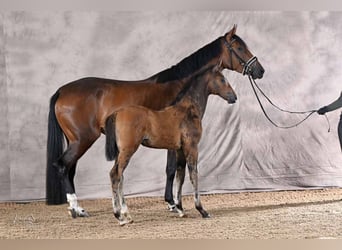 Hanovrien, Étalon, Poulain (05/2026), 170 cm, Bai