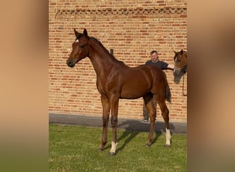 Hanovrien, Étalon, , 170 cm, Bai