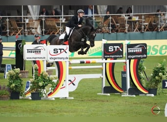Hanovrien, Étalon, Poulain (04/2026), 170 cm, Bai