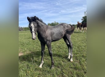 Hanovrien, Étalon, Poulain (05/2025), 170 cm, Gris Hanovrien, Étalon, Poulain (05/2025), 170 cm, Gris