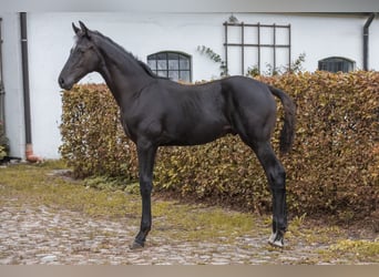 Hanovrien, Étalon, Poulain (05/2024), 170 cm, Noir