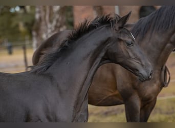 Hanovrien, Étalon, Poulain (05/2024), 170 cm, Noir