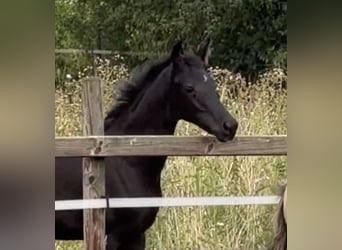 Hanovrien, Étalon, Poulain (05/2026), 170 cm, Noir