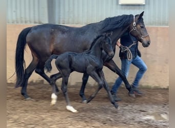Hanovrien, Étalon, Poulain (05/2026), 170 cm, Noir