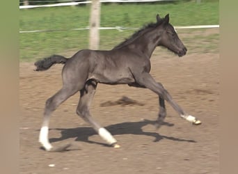 Hanovrien, Étalon, Poulain (05/2026), 170 cm, Noir
