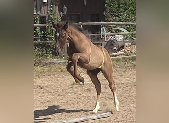 Hanovrien, Étalon, Poulain (05/2026), 170 cm, Noir