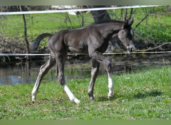 Hanovrien, Étalon, Poulain (03/2026), 170 cm, Noir