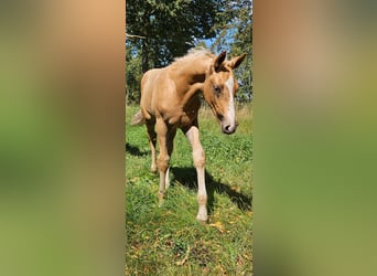Hanovrien, Étalon, Poulain (06/2025), 170 cm, Palomino