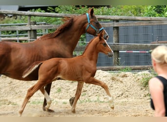 Hanovrien, Étalon, , 172 cm, Alezan
