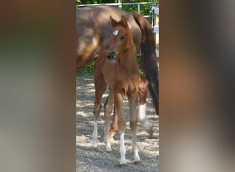 Hanovrien, Étalon, Poulain (03/2026), 172 cm, Alezan