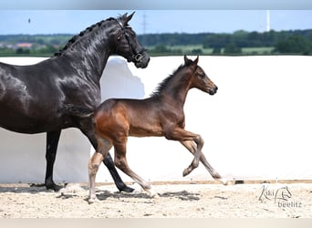 Hanovrien, Étalon, Poulain (04/2026), 172 cm, Bai brun foncé