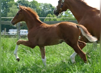 Hanovrien, Étalon, Poulain (03/2026), 173 cm, Alezan