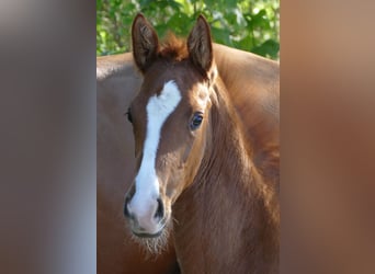 Hanovrien, Étalon, Poulain (03/2026), 173 cm, Alezan