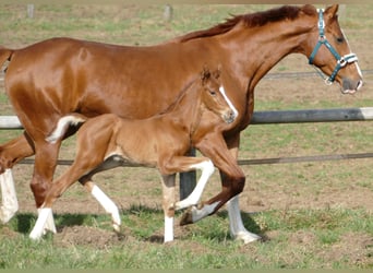 Hanovrien, Étalon, Poulain (03/2026), 173 cm, Alezan