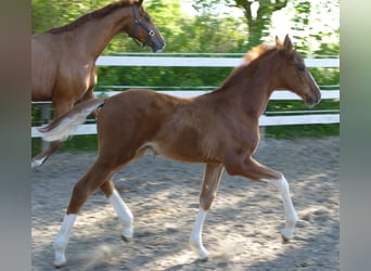 Hanovrien, Étalon, Poulain (03/2026), 173 cm, Alezan